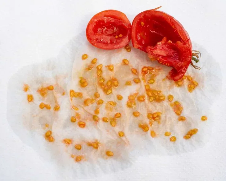 Premium Vegetable Seeds Assortment